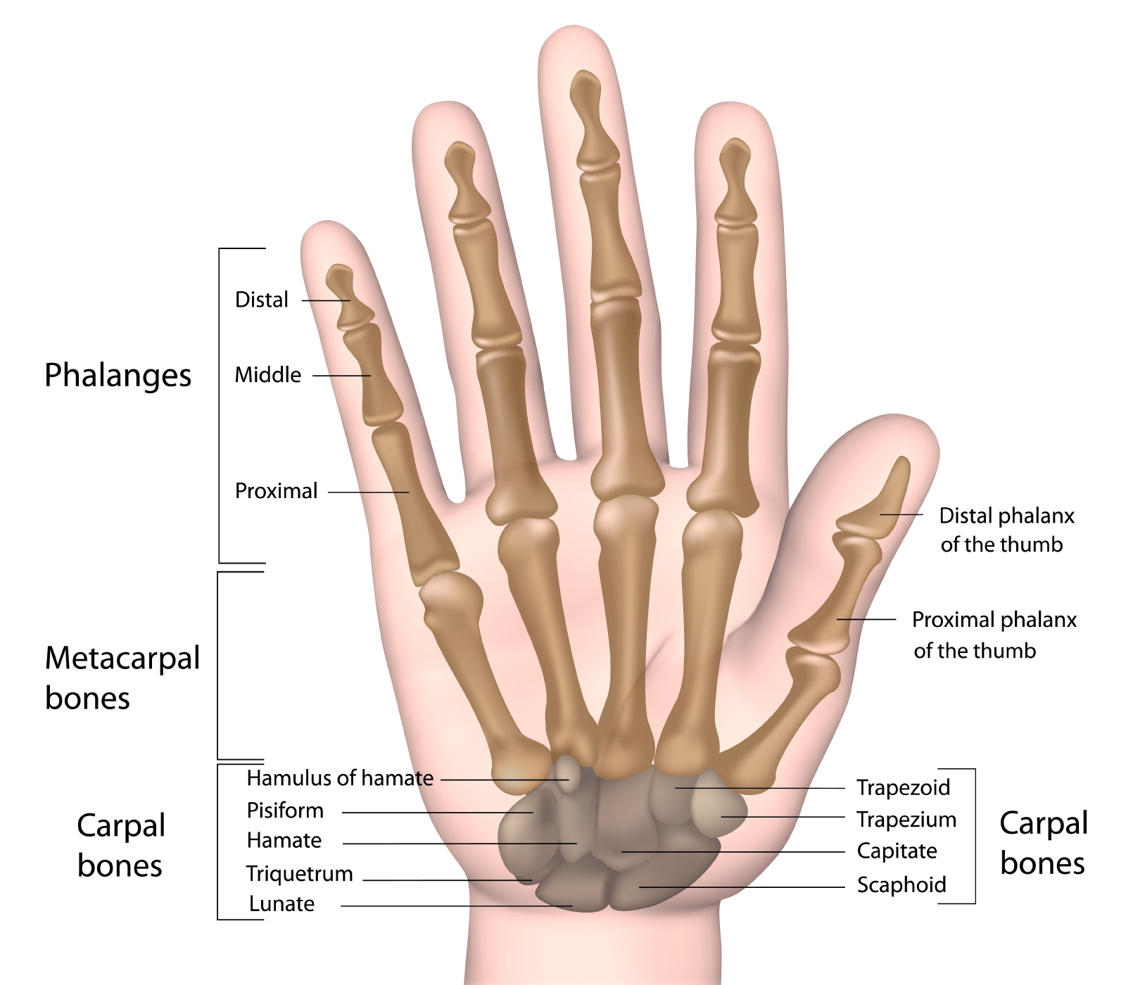 Hand & Wrist Anatomy